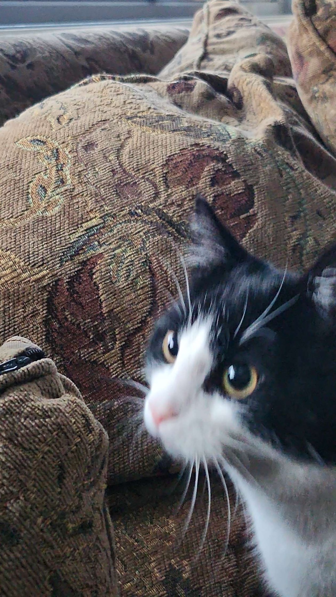 Bilde av en katt